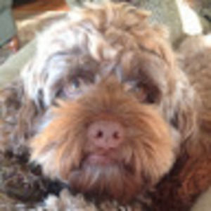 Meet your Posher, Aaron